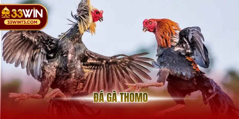 Đá Gà Thomo - Đỉnh Cao Giải Trí Và Nghệ Thuật Thi Đấu 1 avt