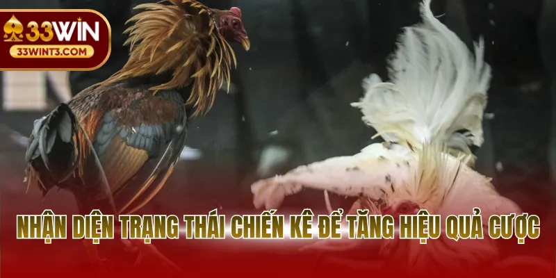 Đá Gà Cựa Dao - Đấu Trường Sinh Tử Đỉnh Cao 2026 4 Nhận diện trạng thái chiến kê để tăng hiệu quả cược